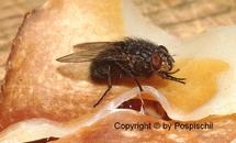 Bild-Schmeissfliege