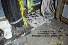 Bils-Maeusebefall-Schaltkasten
